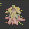 Detailed Medical Anatomical Spinal Model For Educational Training With Vertebrae Nerves And Discs