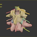 Vertebrae Cervical vertebrae Spinal bone Human skeleton Human body Organ 3d model