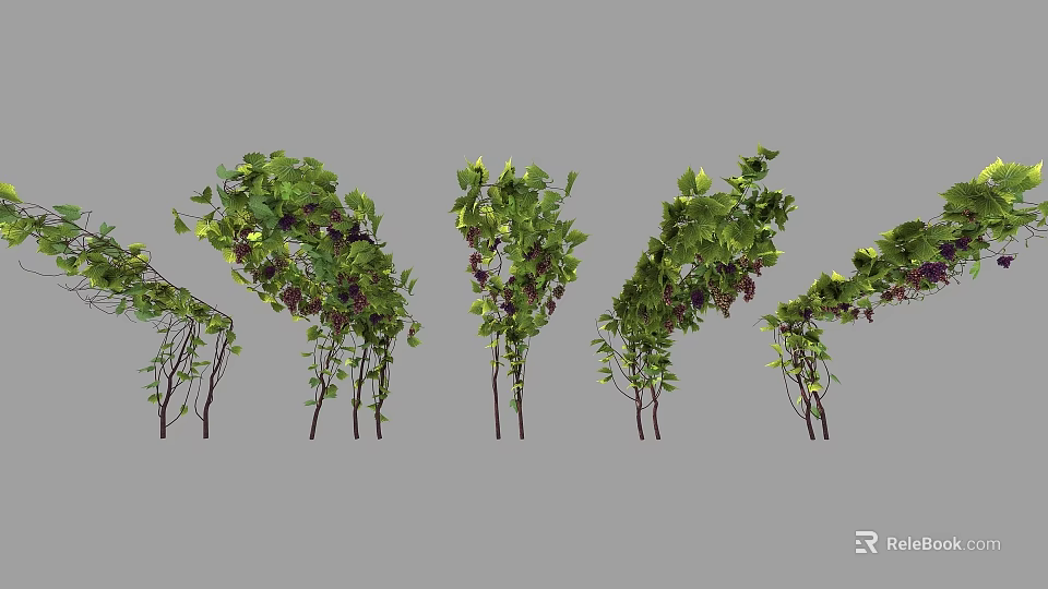 Arbor With Green Leaves Vines And Purple Fruits In Garden Arrangements 3d model 