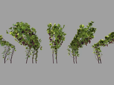 Arbor With Green Leaves Vines And Purple Fruits In Garden Arrangements 3d model