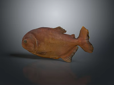 Brown Fish Model With Detailed Fins And Tail On Gray Reflective Surface Displaying Natural Texture 3d model