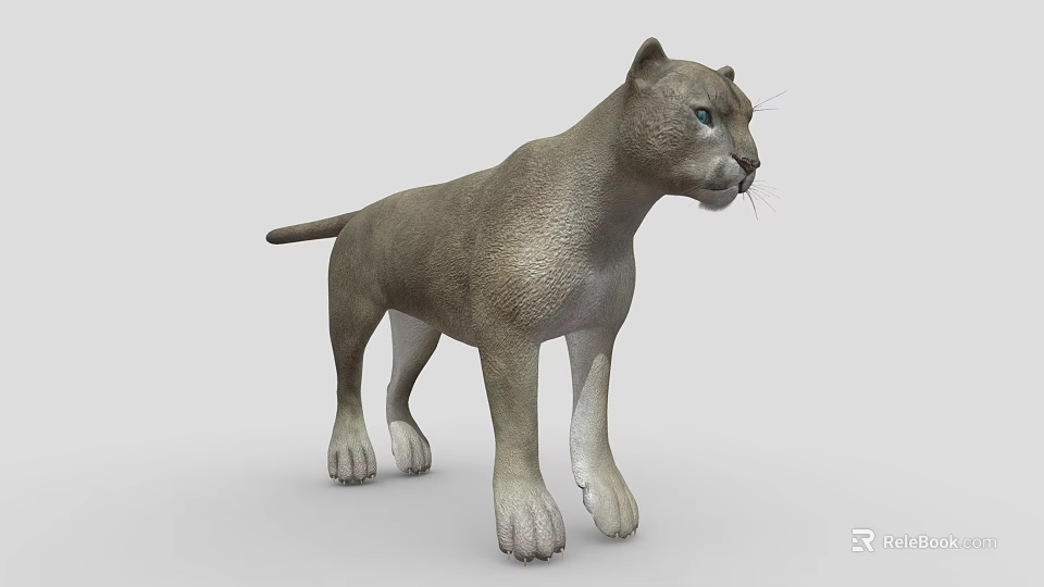 Realistic Puma 3D Model With Detailed Fur And Blue Eyes On Gray Background 3d model 