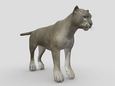 Realistic Puma 3D Model With Detailed Fur And Blue Eyes On Gray Background 3d model