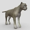Realistic Puma 3D Model With Detailed Fur And Blue Eyes On Gray Background