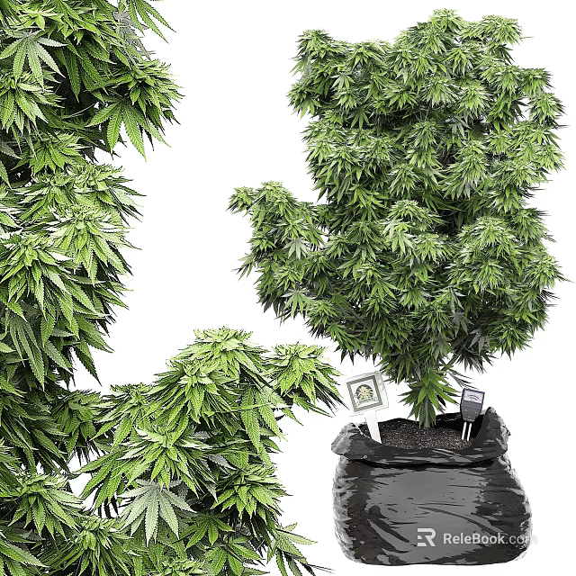 Lush Green Bonsai Potted Plants With Dense Foliage And Various Shapes In Black Pots For Indoor Decor 3d model 