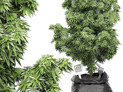 Lush Green Bonsai Potted Plants With Dense Foliage And Various Shapes In Black Pots For Indoor Decor 3d model