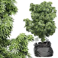 Lush Green Bonsai Potted Plants With Dense Foliage And Various Shapes In Black Pots For Indoor Decor