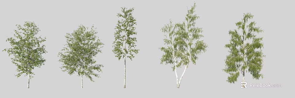Different Shapes Of Birch Trees With White Trunks And Green Leaves Isolated On Gray Background 3d model 