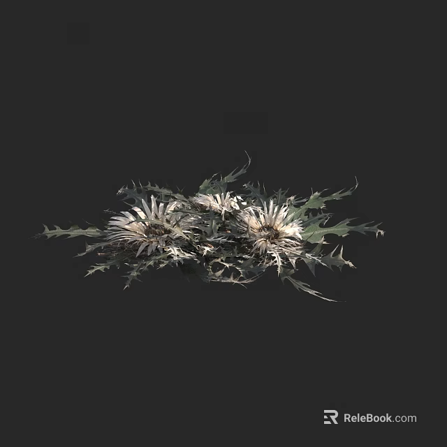 White Thistle Flowers With Spiky Green Leaves And Natural Foliage 3d model 