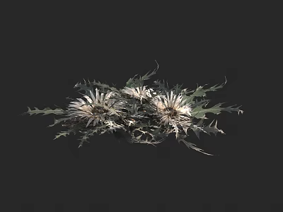 White Thistle Flowers With Spiky Green Leaves And Natural Foliage 3d model
