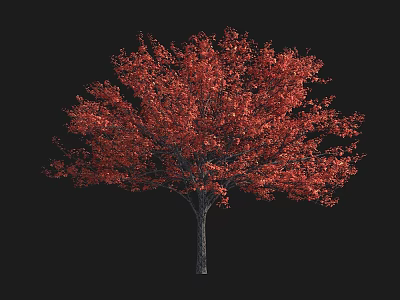 Vibrant Red Leaf Arbor Tree with Lush Foliage on Black Background 3d model