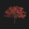 Vibrant Red Leaf Arbor Tree with Lush Foliage on Black Background