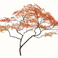 Autumn Arbor With Orange Red Leaves And Slender Curved Branches