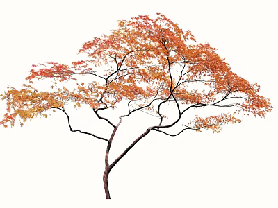 Autumn Arbor With Orange Red Leaves And Slender Curved Branches 3d model