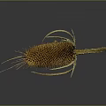 Dried Spiky Plant With Yellow Flower Head Curved Stem And Reflection On Gray Background