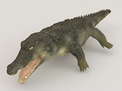 Realistic Crocodile Reptile With Open Mouth 3d model