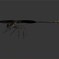 Close Up Black Dragonfly With Orange Tail And Black Wings On Gray Background