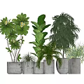 Various Green Potted Plants Collection In Gray Concrete Pots Arrangement