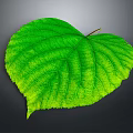 Heart shaped green leaf with prominent veins against gray background