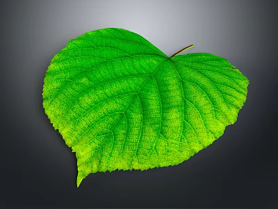 Heart shaped green leaf with prominent veins against gray background 3d model