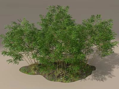 Lush Green Bamboo Plants With Slender Stems And Dense Foliage In Natural Setting 3d model