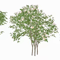 Garden Flowering Shrubs With White Blossoms And Lush Green Leaves