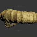 Natural Stone Sculptural Carving of Spiral Ammonite Fossil with Intricate Textures