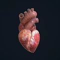 Human Heart Chest Organ Anatomical Structure 3D Rendering Medical Illustration Detailed View