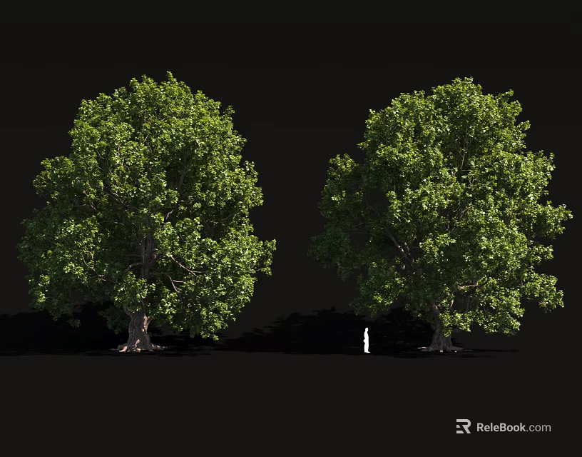 Two Tall Green Arbor Trees With Lush Foliage Against Black Background 3d model 