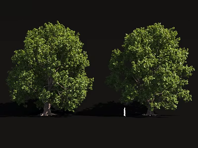 Two Tall Green Arbor Trees With Lush Foliage Against Black Background 3d model