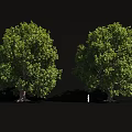 Two Tall Green Arbor Trees With Lush Foliage Against Black Background