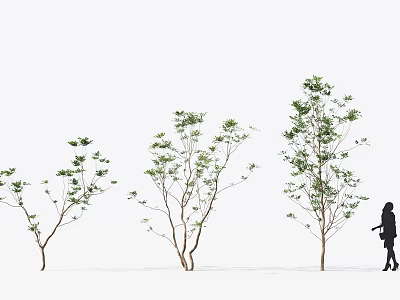 Four Arbor Trees Gradually Taller From Left to Right on White Background With Person Standing 3d model