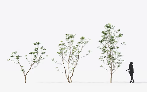 The Modern Tree 3d model