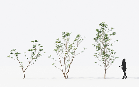 The Modern Tree 3d model