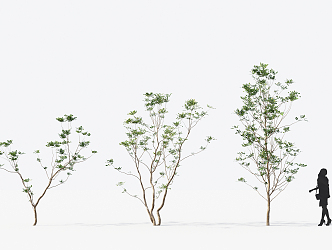 The Modern Tree 3d model