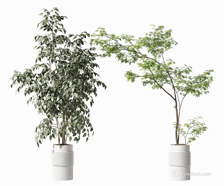 Two Green Leafy Bonsai Trees in White Cylindrical Decorative Pots 3d model
