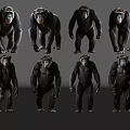 Multiple Reptile Specimens Displaying Various Standing Poses On Gray Reflective Ground
