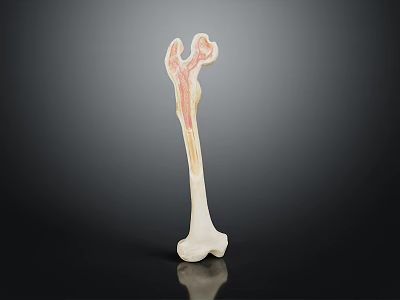 Human Organ And Hair Anatomical Model Displaying Biological Structure Details 3d model