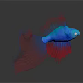 Vibrant Betta Fish With Blue Body Red And Blue Flowing Fins On Gray Background Reflection