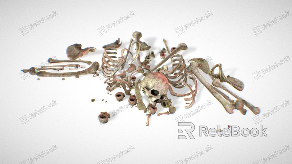 Skeleton Bone Remains model