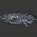 Blue Aquatic Fish with White Spots Multiple Fins and Reflection on Gray Surface