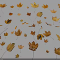 Dried Autumn Plant Leaves In Various Shapes And Colors On White Background