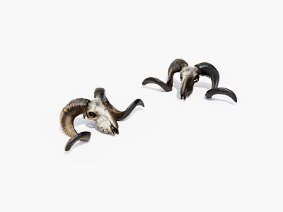 Two Sheep Skulls With Curved Horns Displayed On White Background 3d model