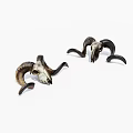 Two Sheep Skulls With Curved Horns Displayed On White Background