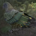 Colorful Bird With Green And Brown Patterned Feathers Standing In Natural Grassy Area