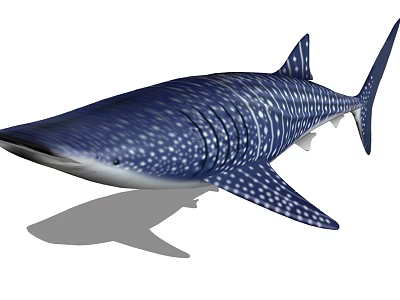 Whale Shark Aquatic Animal With Blue Body White Spots And Streamlined Appearance 3d model