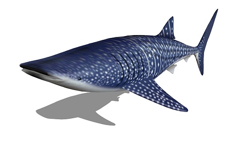 Modern shark animal tiger shark 3d model