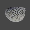 White Porous Coral With Intricate Hole Pattern Isolated On Black Background