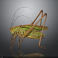 Green and Yellow Grasshopper with Long Antennae and Legs on Dark Background