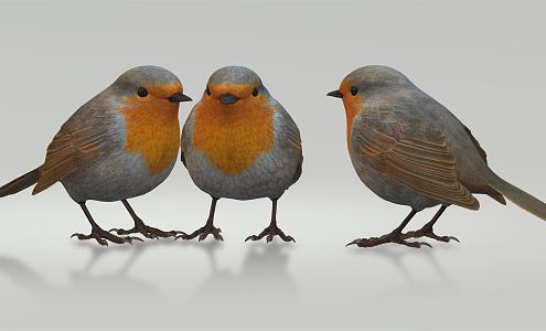 Modern Birds 3d model